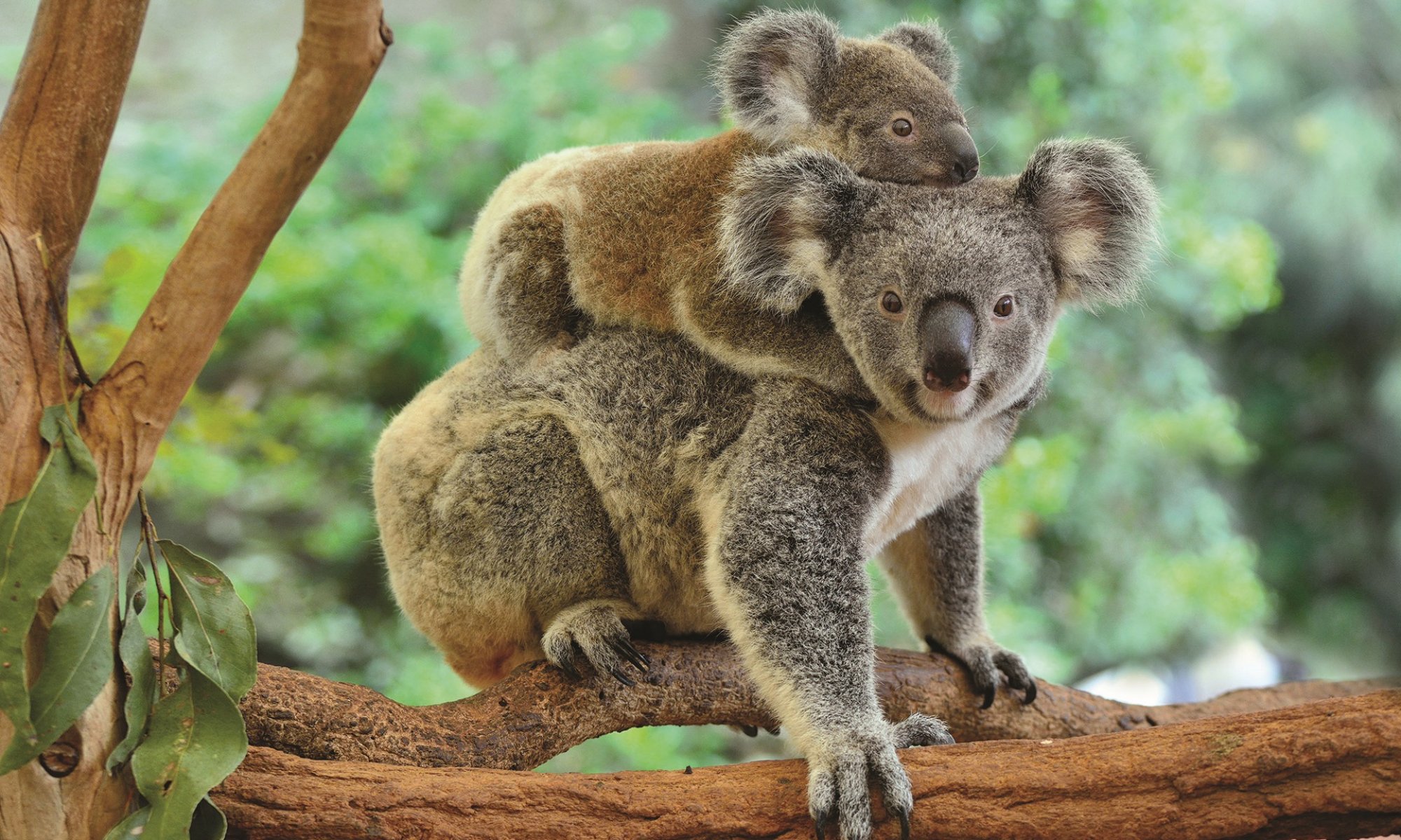 Koala z mladičem