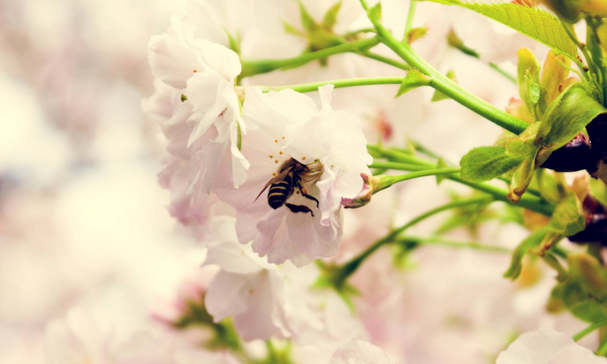 20. maja praznujemo svetovni dan čebel
