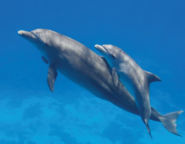 Delfini