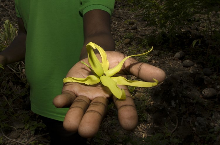 Cvetovi ylang ylang so rumene barve, dolgi približno pet centimetrov. Njihova uporabna vrednost je vsestranska, čeprav se rastlina največkrat uporablja za dišave. Za liter esence ylang ylanga je treba nabrati kar 45 kilogramov cvetov.