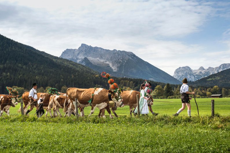 Berchtesgaden pastirji ženejo krave na pašo © arhiv Bayern Tourismus erlebe.bayern – Peter von Felbert