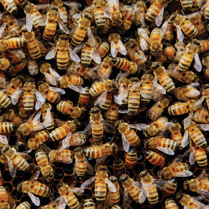 CVS-Učimo se od čebel