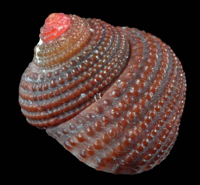 Enozobi klankulus ima na spiralnih zavojih vse polno izboklinic. Prebiva do 200 metrov globine.