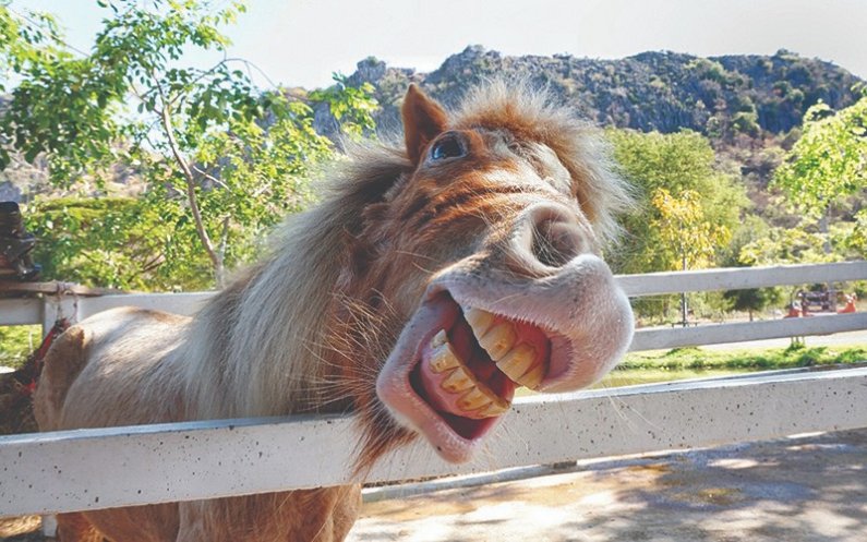 Zobovje konja je prilagojeno trganju in žvečenju žilave trave.