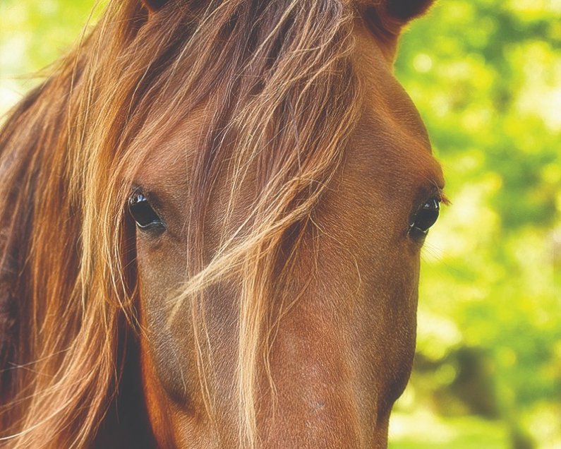 Konj ima zelo dobro razvit vid.
