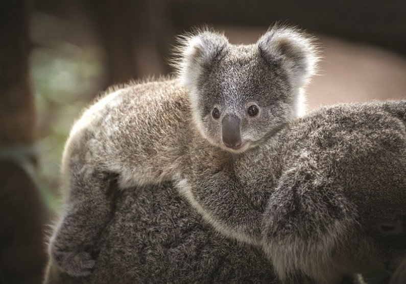 Koale - na materinem hrbtu je varno in udobno. 